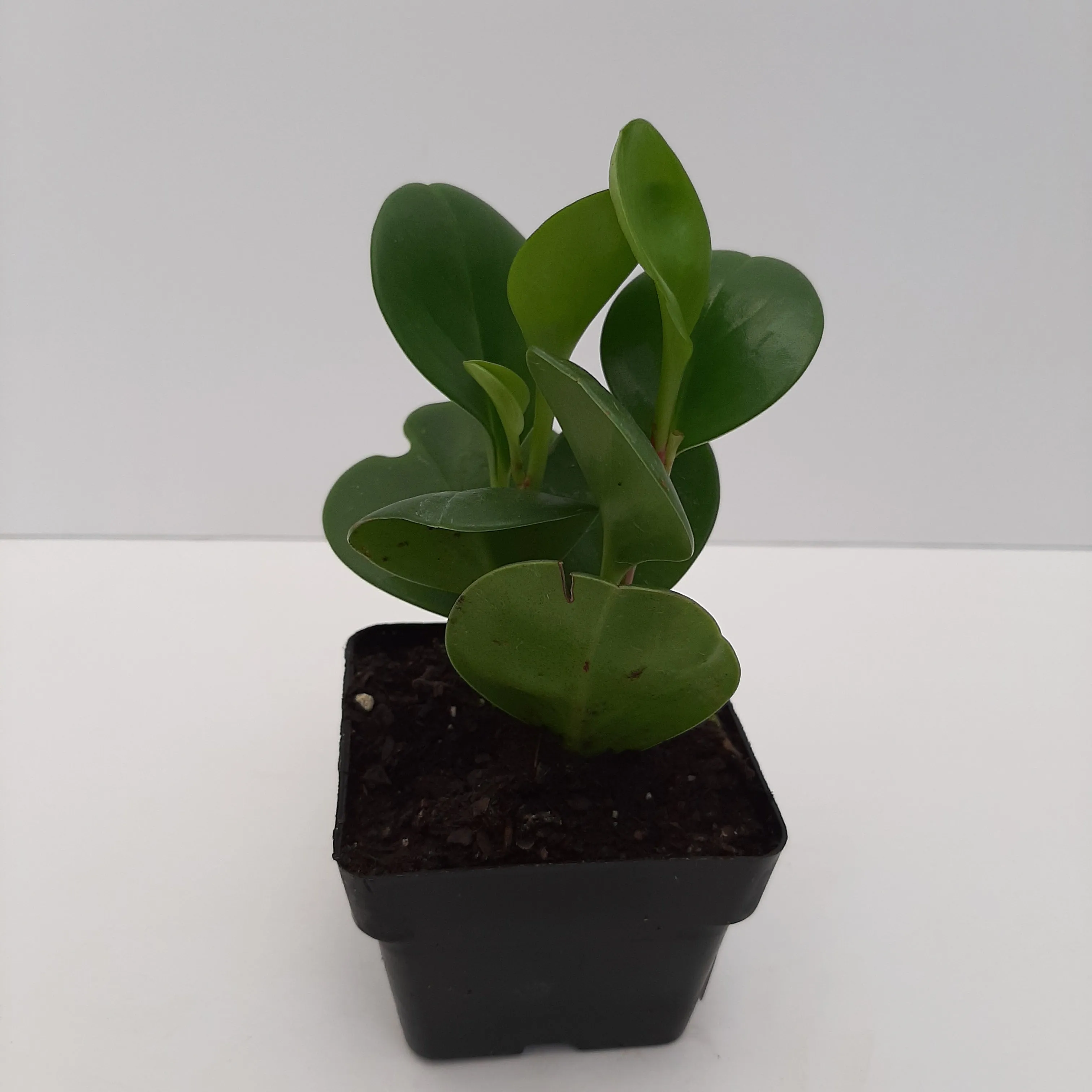 3" peperomia