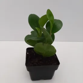 3" peperomia