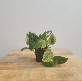 3" philodendron scindapsus
