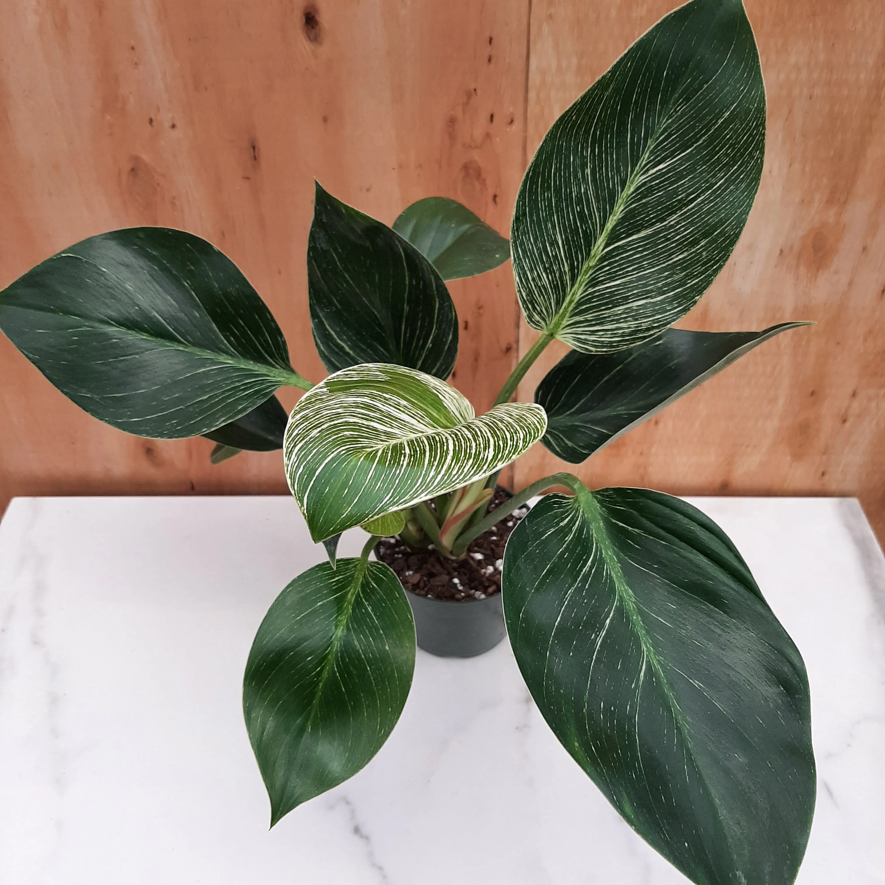 4" philodendron birkin
