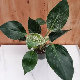 4" philodendron birkin