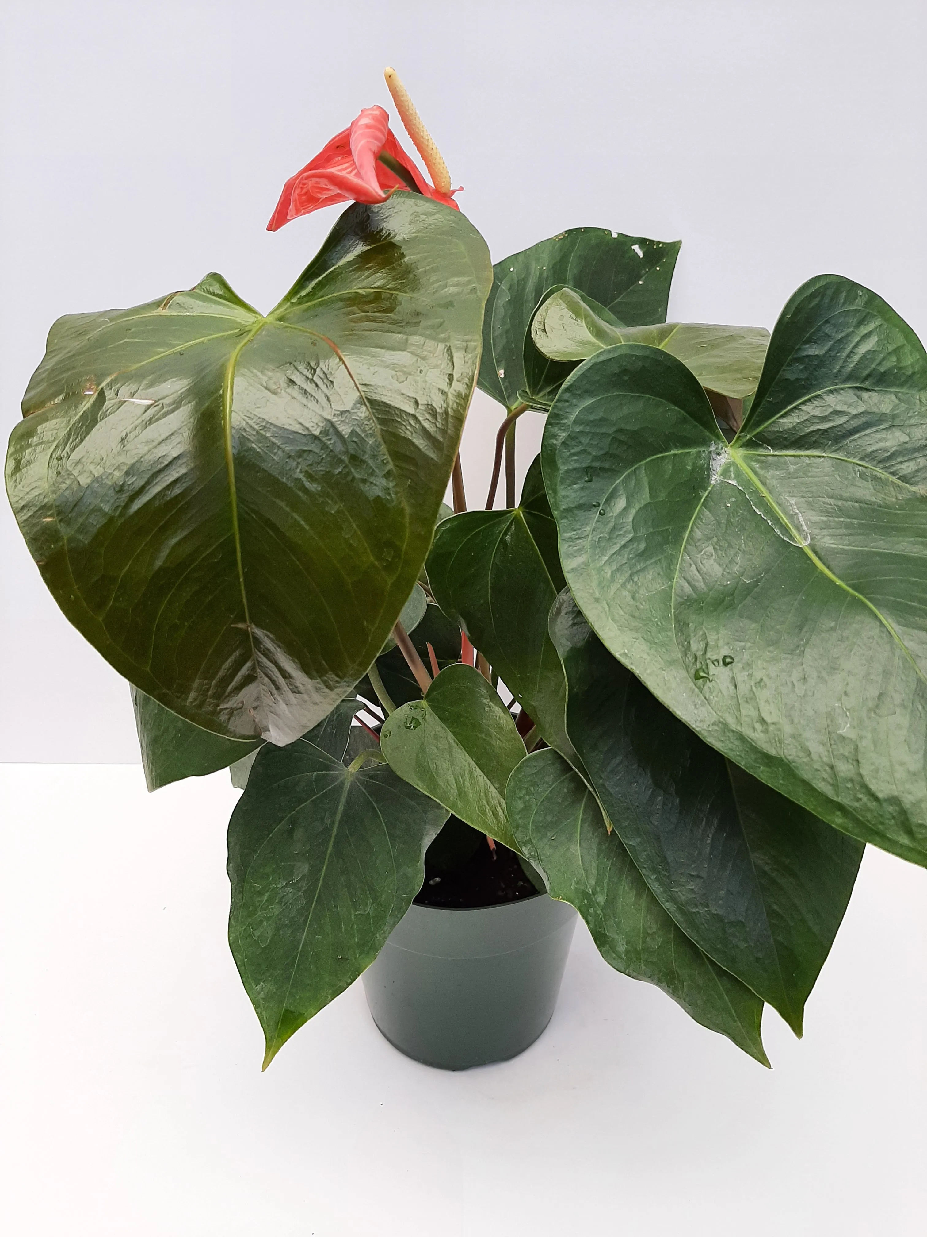 6" anthurium asst