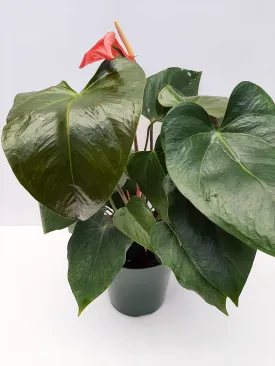 6" anthurium asst