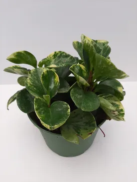 6" peperomia marble