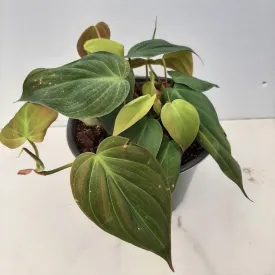 6" philodendron micans