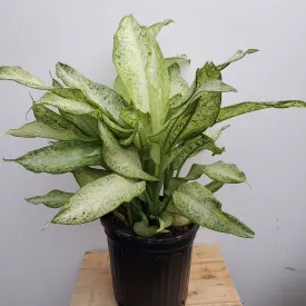 8" dieffenbachia