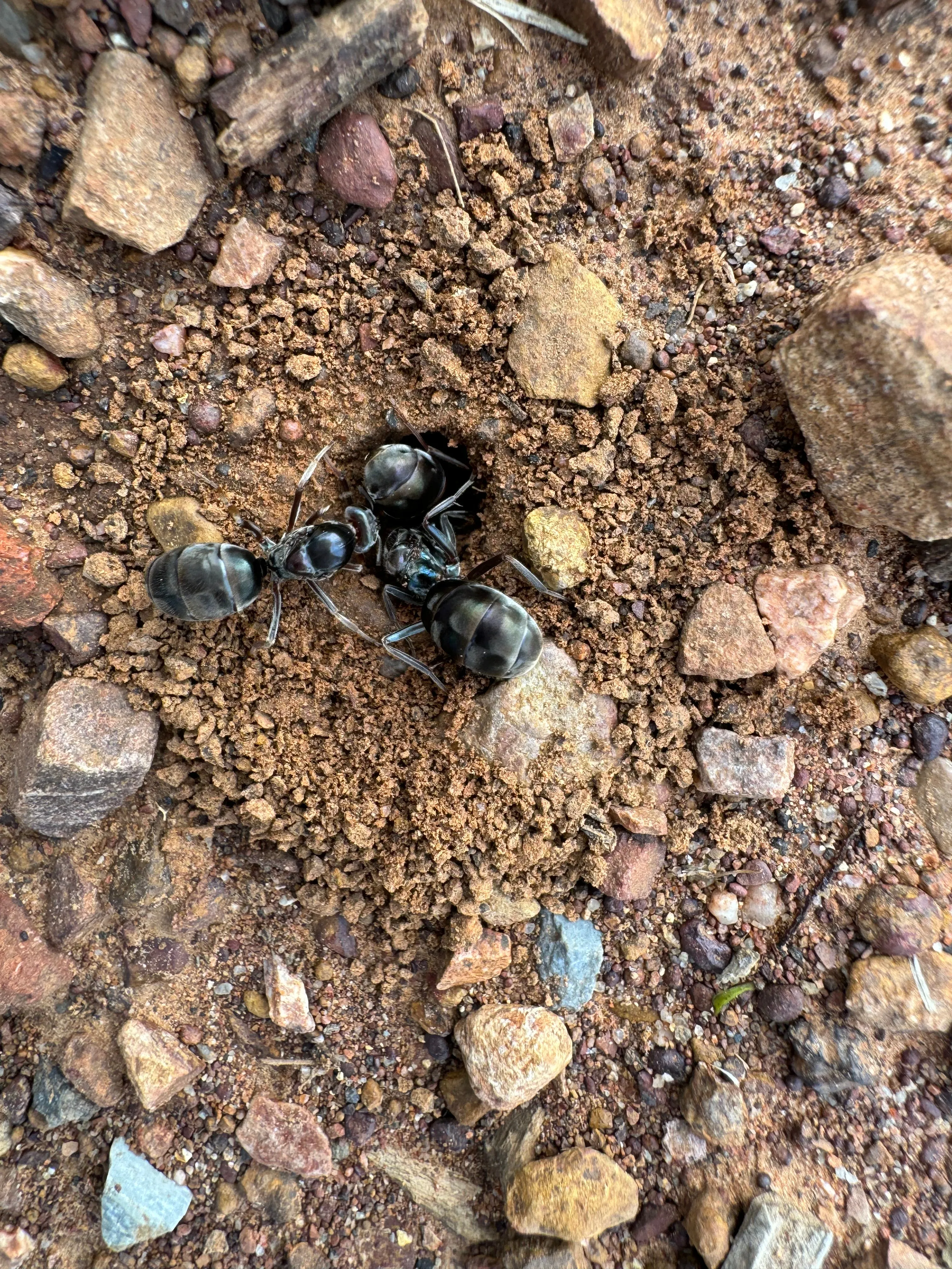 Package 5 Medium Horizontal, Starter Pack Queen  Ant
